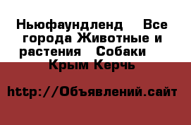 Ньюфаундленд  - Все города Животные и растения » Собаки   . Крым,Керчь